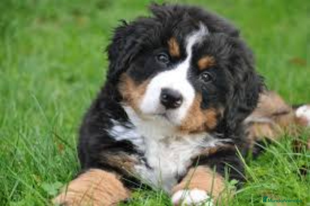 Boyero de Berna perros en venta: BOYERO DE BERNA - Imagen 1