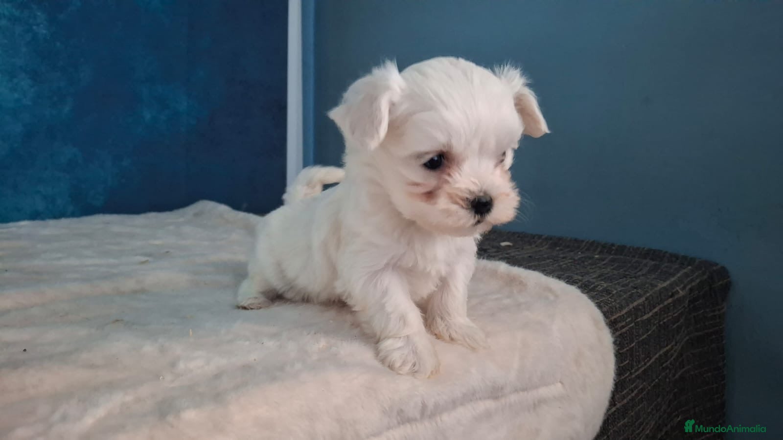 Bichón Maltés perros Precisos cachorros de Bichon Maltés 🐾 - Anuncio 1