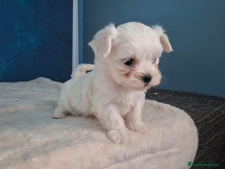 Bichón Maltés perros Precisos cachorros de Bichon Maltés 🐾 - Anuncio 1