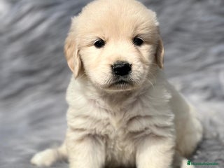 Golden Retriever perros en Barcelona - Anuncio 30