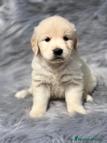 Golden Retriever perros en Barcelona - Anuncio 18