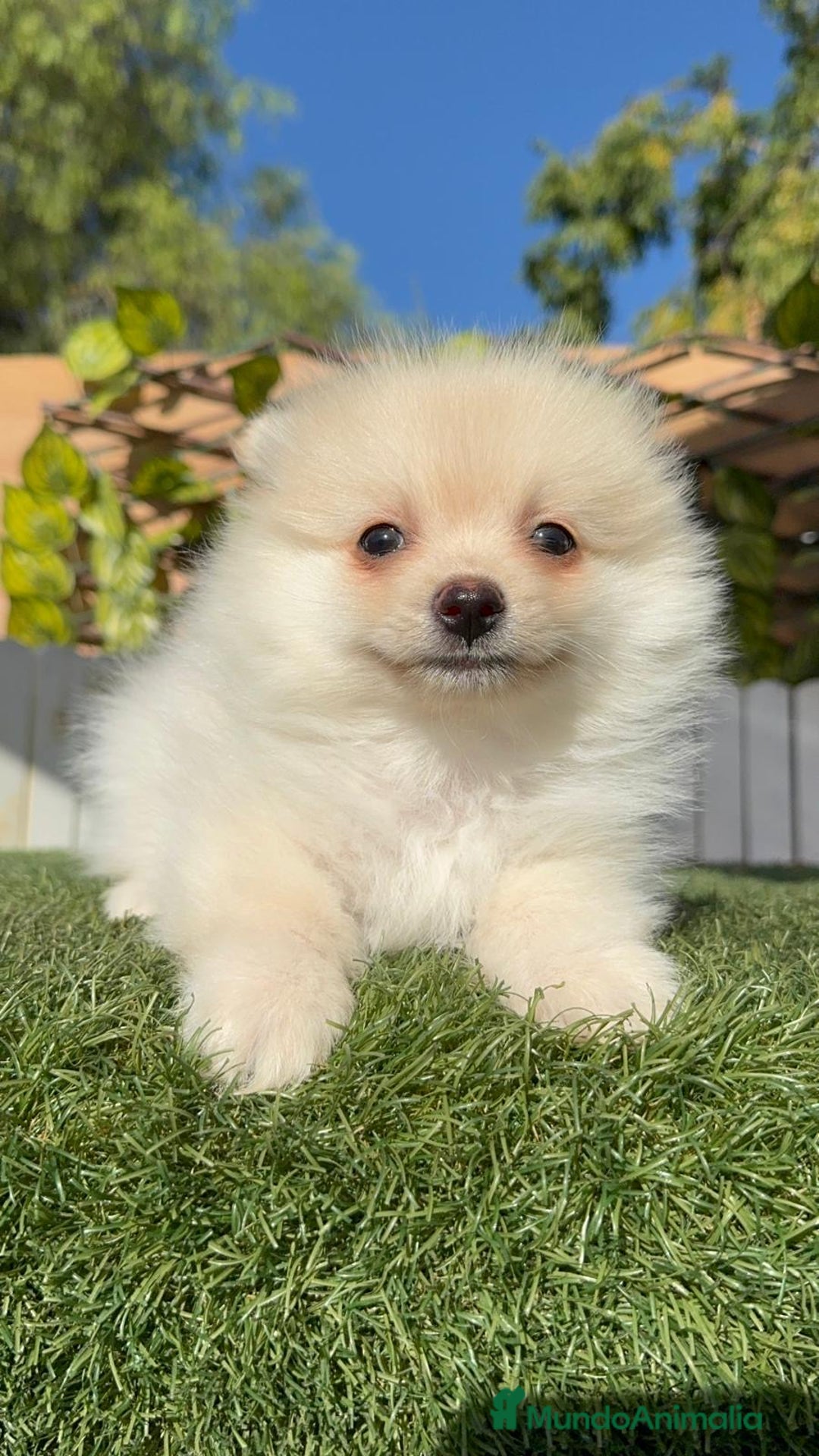 Pomerania perros en venta: POMERANIA - Imagen 16