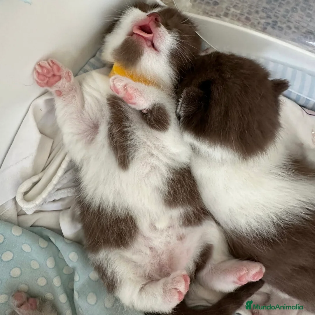 Británico de Pelo Corto gatos en venta: British Bicolor Chocolate  - Anuncio 5