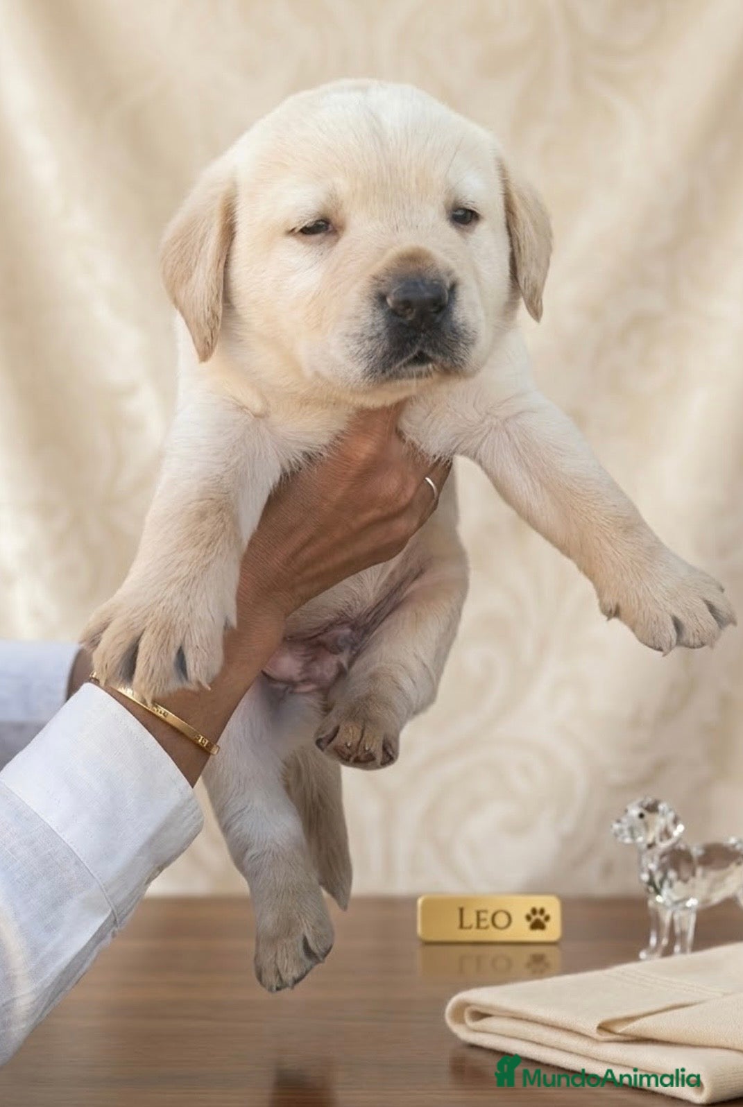 Labrador Retriever perros Último labrador retriever 🐶✨ - Anuncio 3