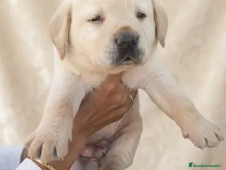Labrador Retriever perros Último labrador retriever 🐶✨ - Anuncio 3