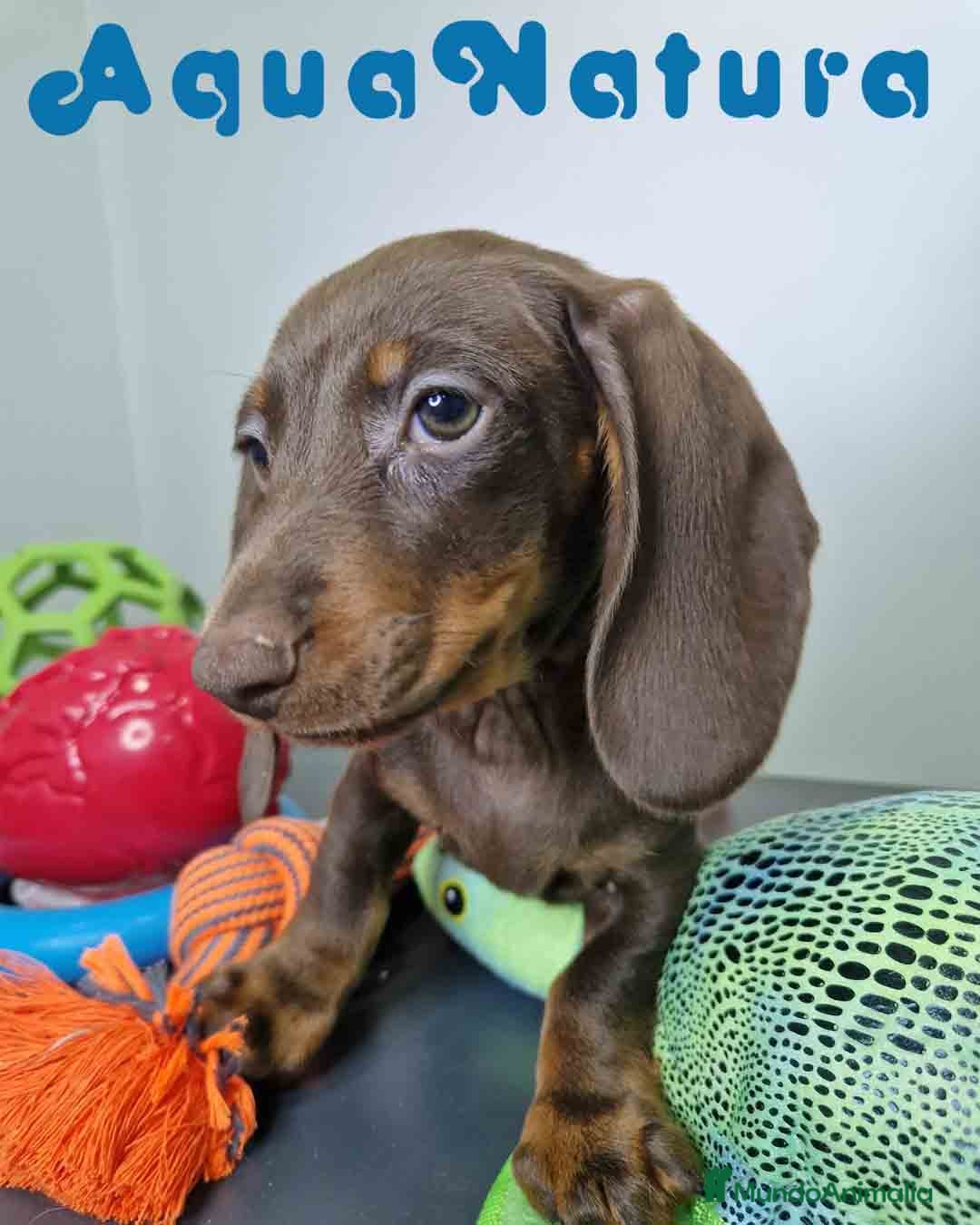 Teckel Miniatura perros en venta: Teckel Macho DCD 1574 AQUANATURA - Imagen 5