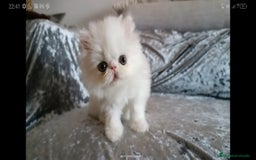 Persa gatos en venta: Gatitos Persa  - Imagen 4