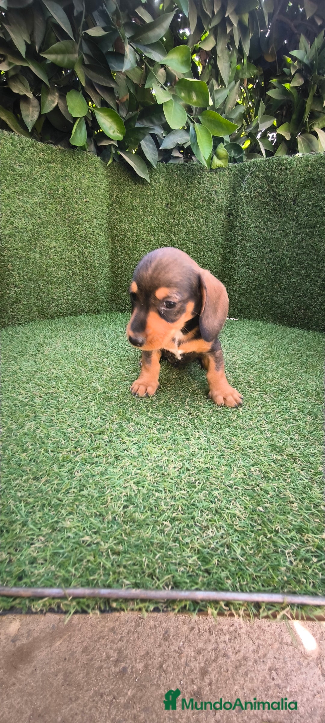 Teckel Miniatura perros en venta: teckel miniatura  - Imagen 15