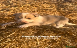 Border Collie perros en venta: BORDER COLLIE Sable Merle - Imagen 13