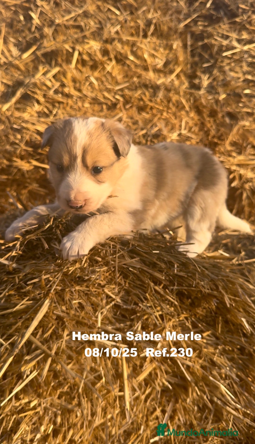 Border Collie perros en venta: BORDER COLLIE Sable Merle - Imagen 13