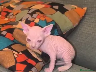 Sphynx gatos Preciosos gatos sphynx 🩷🩵🐾 - Anuncio 2