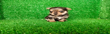Yorkshire Terrier 2