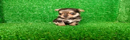 Yorkshire Terrier perros en venta: yorkshire terrier - Anuncio 5