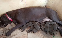 Labrador Retriever perros en venta: Labrador Retriever  - Imagen 5