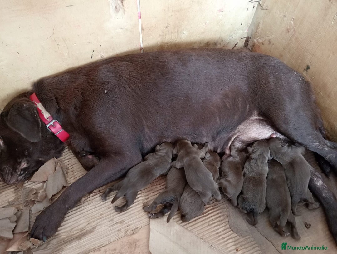 Labrador Retriever perros en venta: Labrador Retriever  - Imagen 5