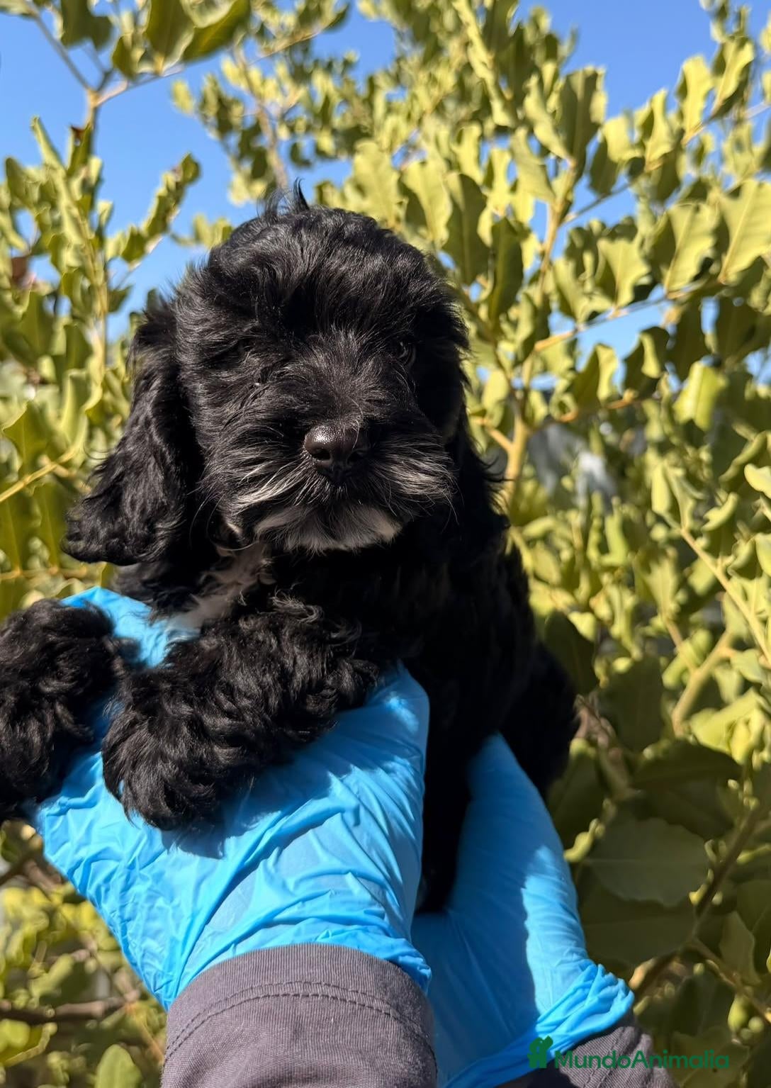 Cockapoo perros TOLOMEO EL COCKAPOO CON BIGOTES - DISPONIBLE - Anuncio 1