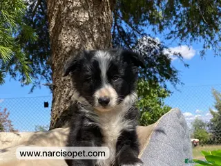 Border Collie perros BORDER COLLIE CLASICOS - Anuncio 32