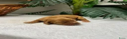 Cocker Spaniel Inglés perros en venta: 💙 COCKER SPANIEL INGLÉS 💙 - Anuncio 2