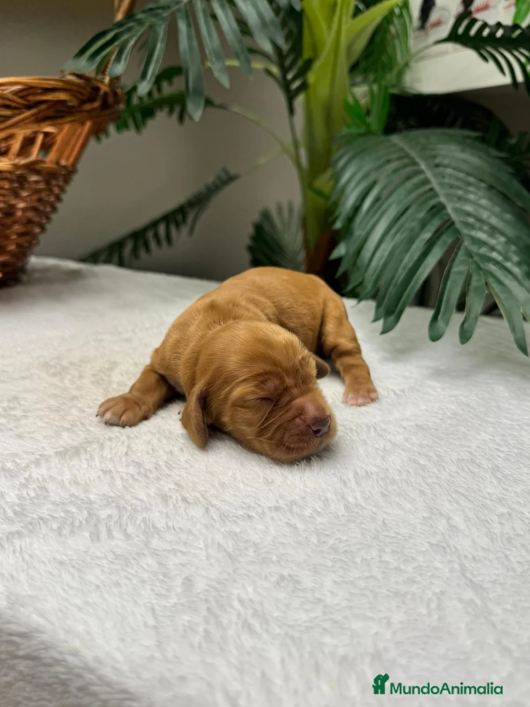 Cocker Spaniel Inglés perros en venta: 💙 COCKER SPANIEL INGLÉS 💙 - Anuncio 2