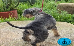 Schnauzer Miniatura perros en venta: SCHNAUZER MINIATURA PEDEGREE - Imagen 5