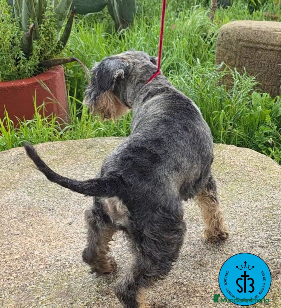Schnauzer Miniatura perros en venta: SCHNAUZER MINIATURA PEDEGREE - Imagen 5