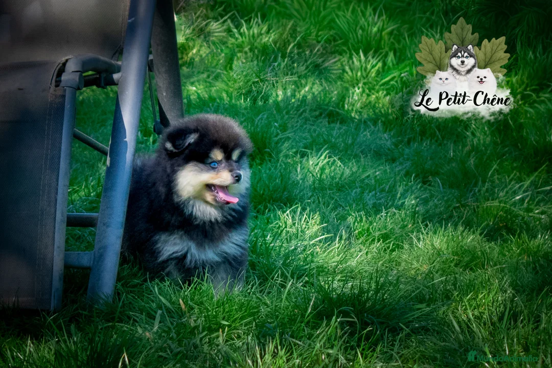 Pomsky perros en venta: Pomsky TOY f3b negro y fuego con ojos azules  - Anuncio 11