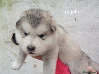 Alaskan Malamute perros ALASKAN MALAMUTE - Anuncio 2