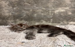 Maine Coon gatos en venta: Maine Coon Black Humo - Imagen 2