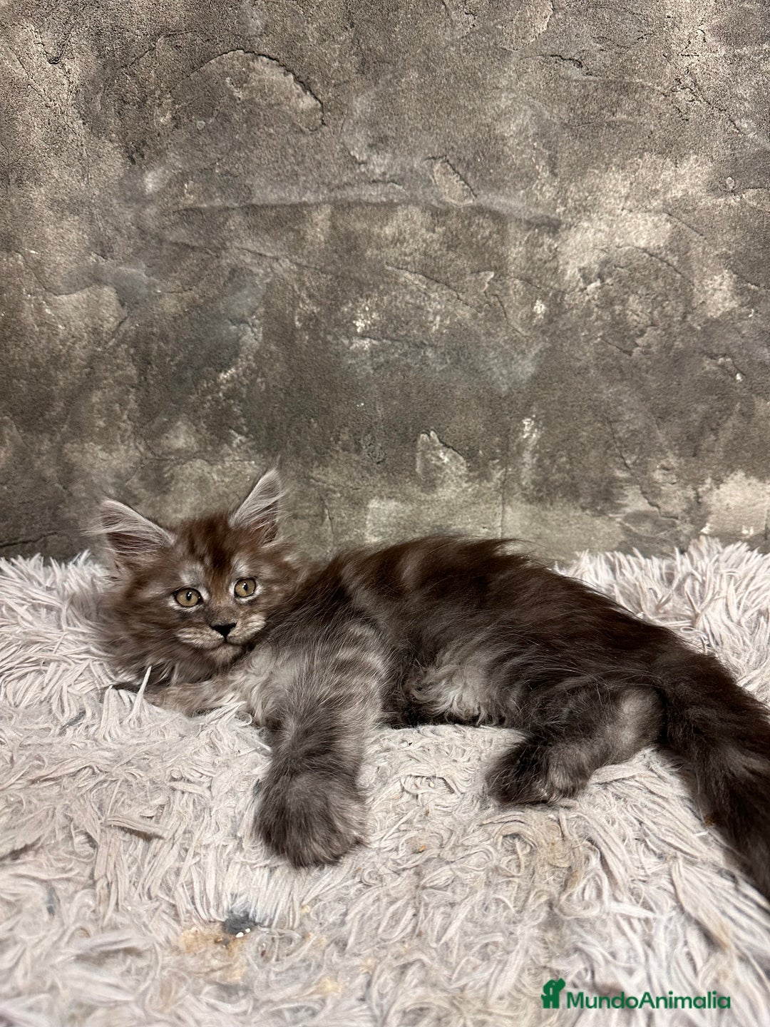 Maine Coon gatos en venta: Maine Coon Black Humo - Imagen 2