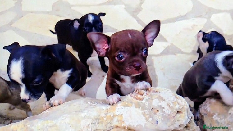 Chihuahua perros en Alicante - Anuncio 6