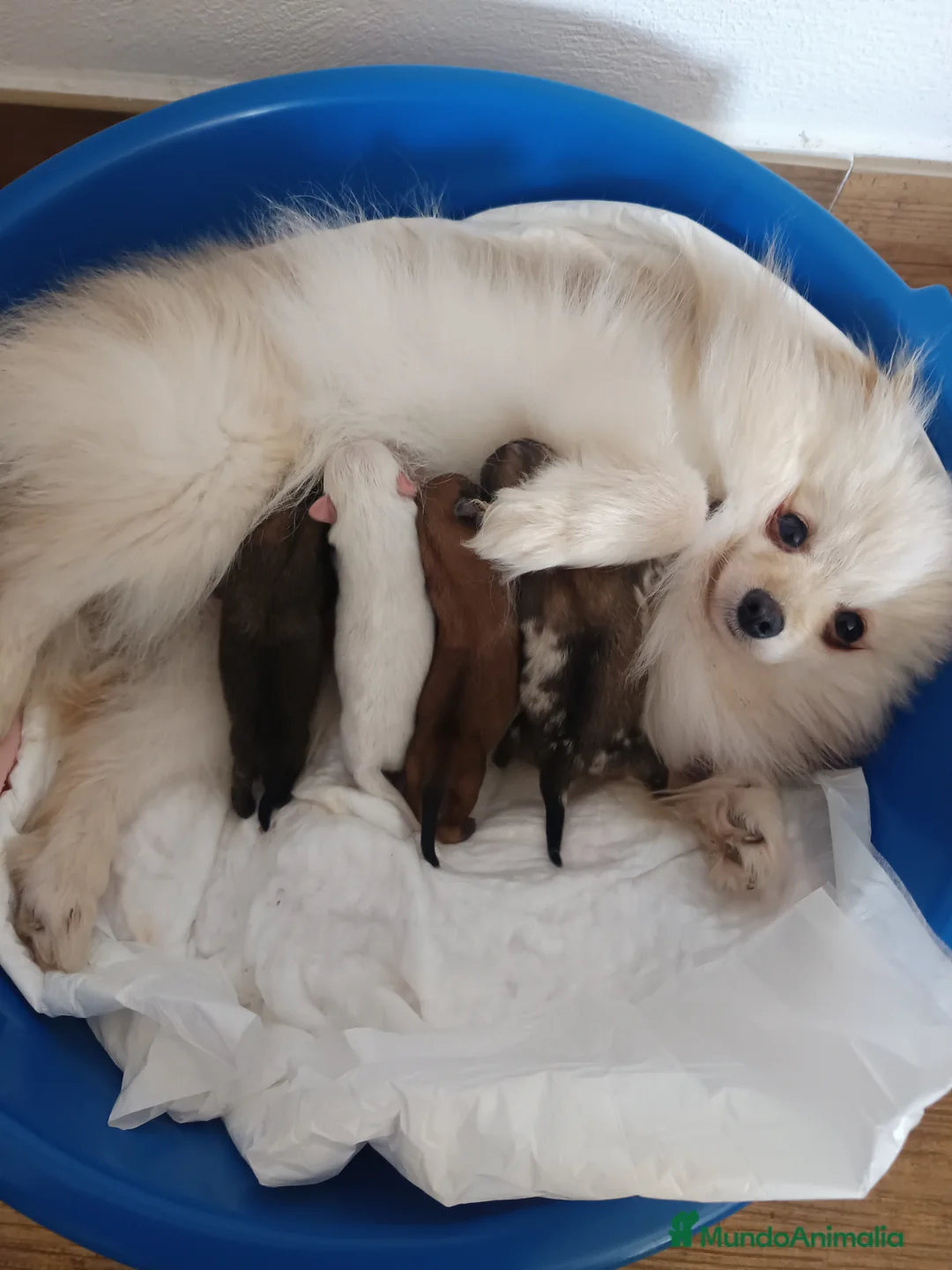 Pomerania perros en venta: Pomerania  - Anuncio 2