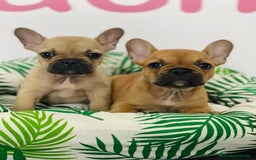 Bulldog Francés perros en venta: BULLDOG FRANCÉS - Imagen 1