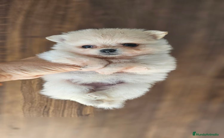 Pomerania perros en Cádiz - Propaganda 18