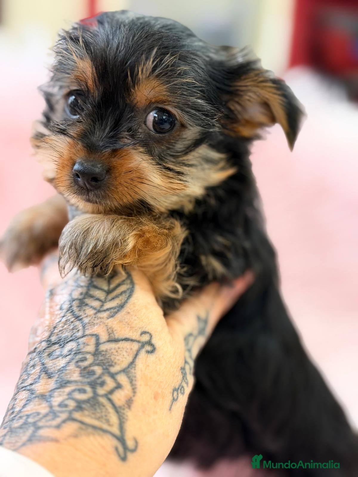 Yorkshire Terrier perros CAMADA DE YORCSHIRE TOY DISPONIBLES - Anuncio 2
