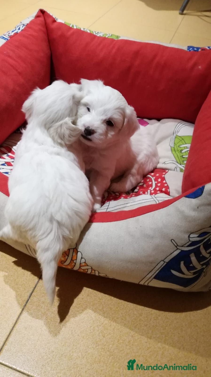 Bichón Maltés perros BICHÓN MALTÉS LÍNEA AMERICANA en Badajoz - Anuncio 2