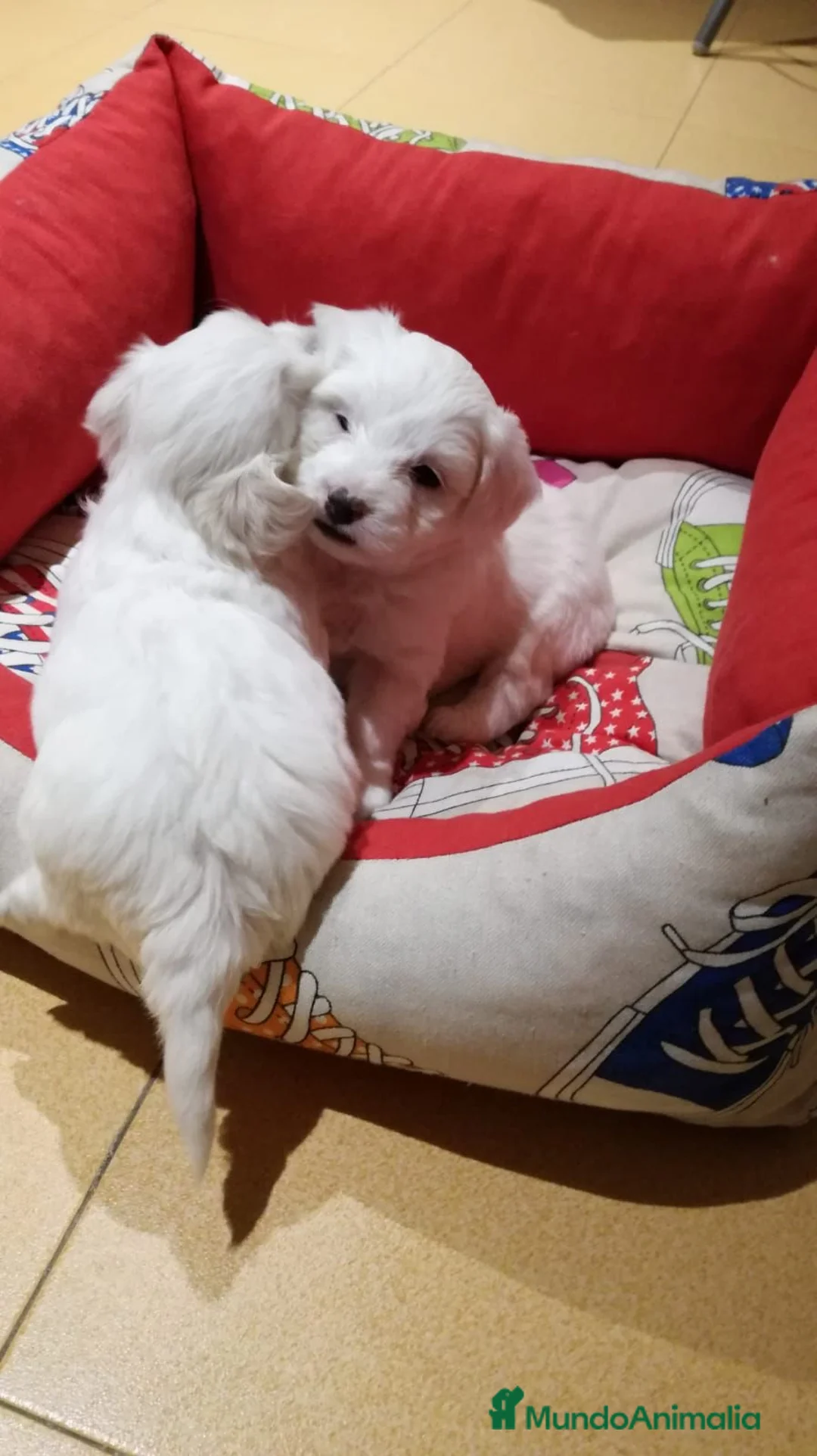 Bichón Maltés perros en venta: BICHÓN MALTÉS LÍNEA AMERICANA en Badajoz - Anuncio 2