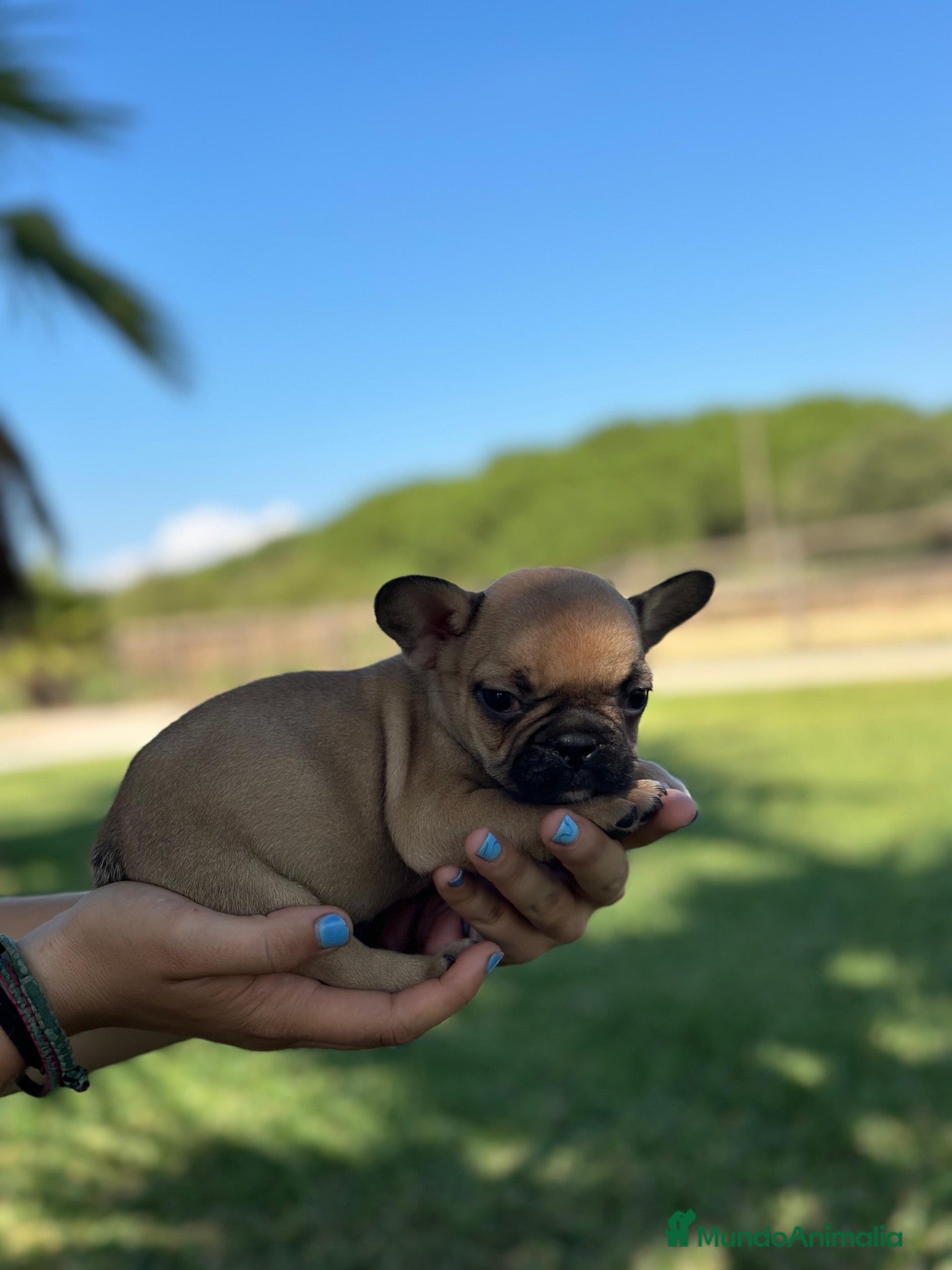 Bulldog Francés perros Cachorros bulldogs blue & caille fauve - Anuncio 1