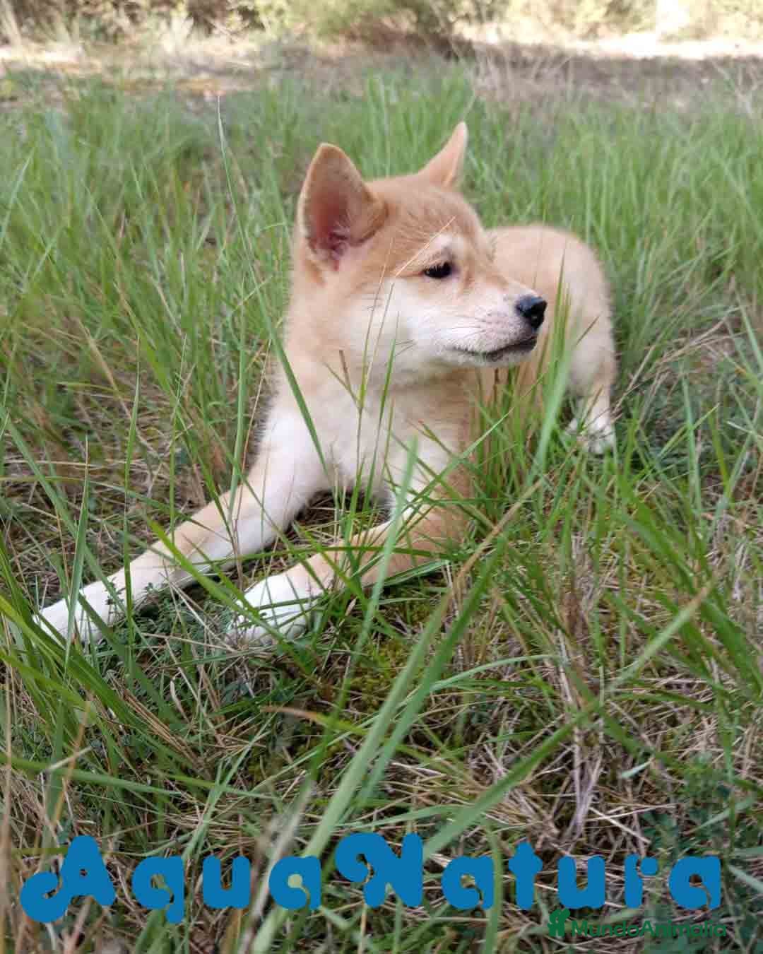 Shiba Inu perros en venta: Shiba Inu Hembra de Alba y Simbad 1722 AQUANATURA - Anuncio 7