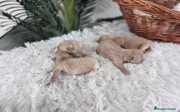 Maltipoo perros en venta: MALTIPOO MACHOS - Imagen 11