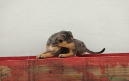 Pinscher Miniatura perros en venta: Hembra mini pinche  - Imagen 4
