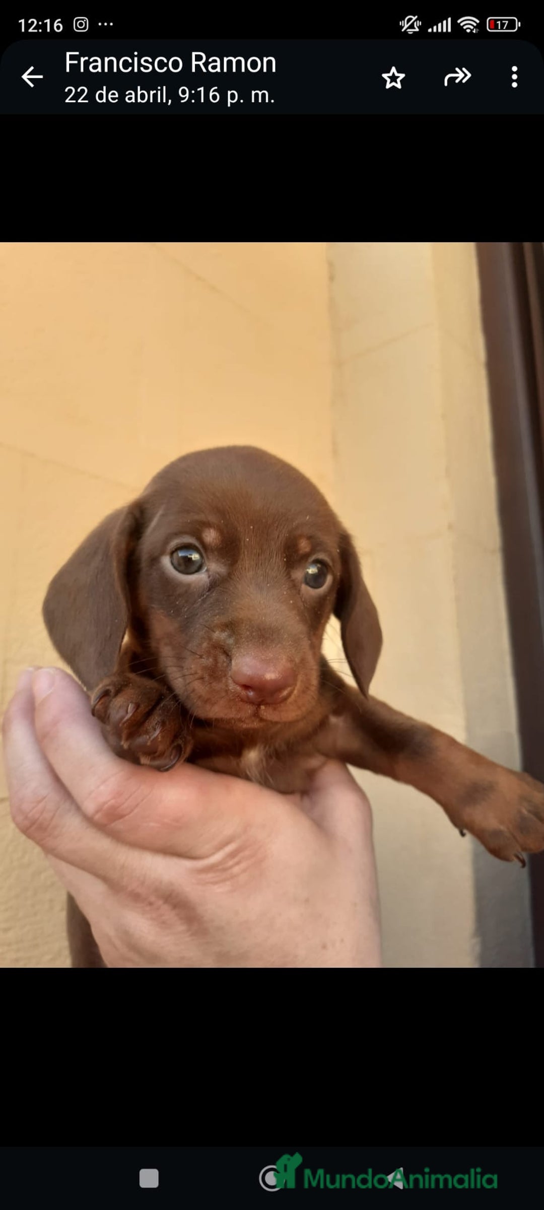 Teckel Miniatura perros en venta: Teckel mini - Anuncio 8