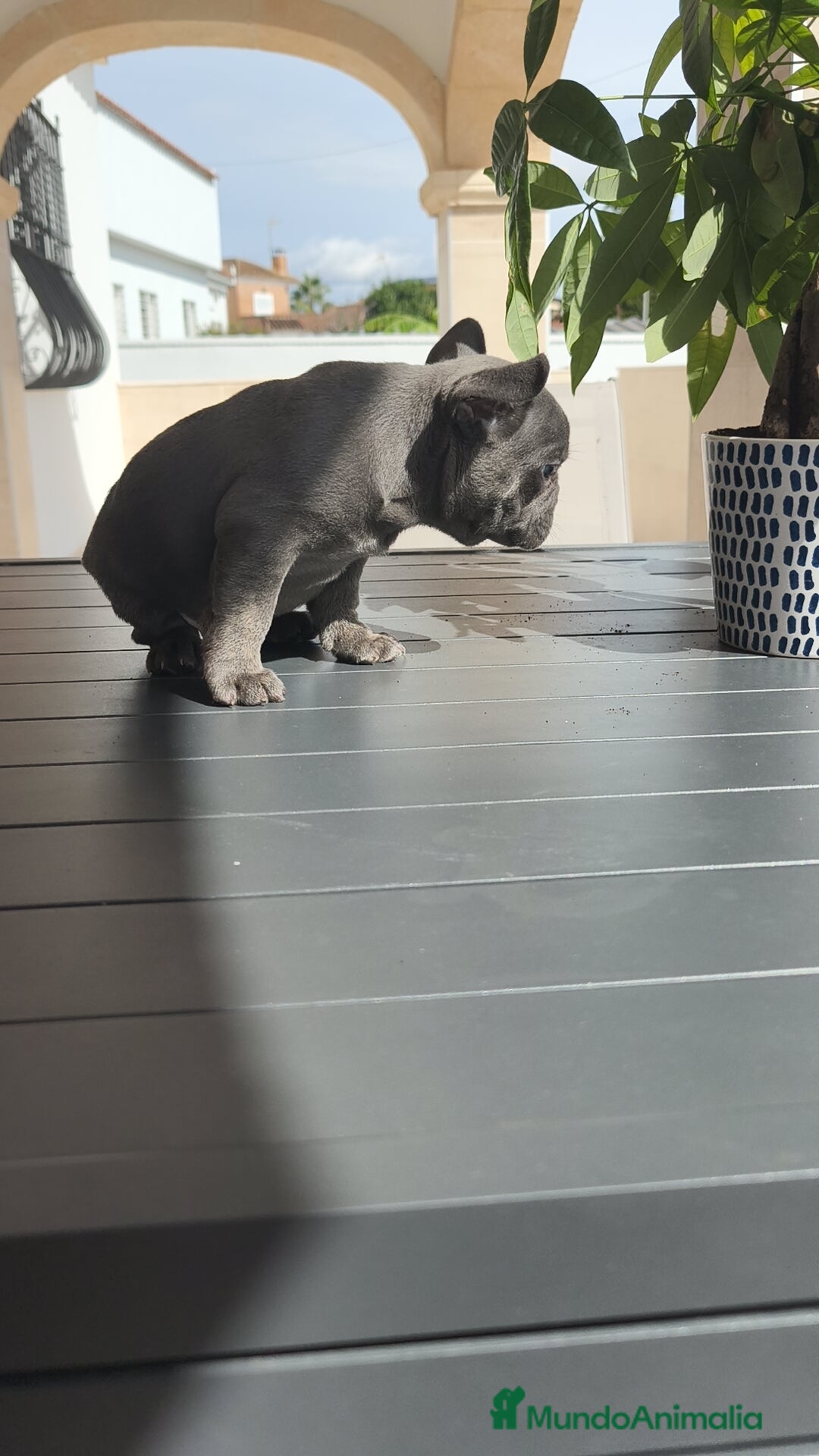 Bulldog Francés perros en venta: Bulldog Francés espectaculares - Imagen 10