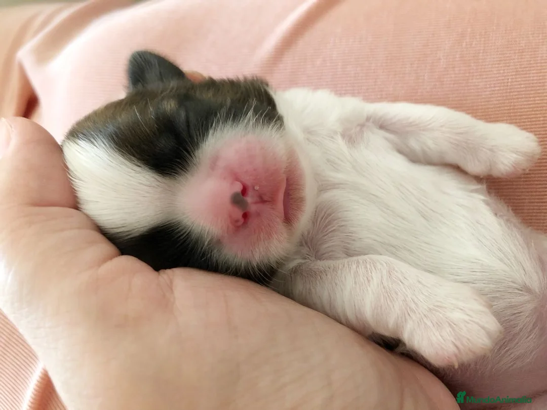 Shih Tzu perros en venta: Cachorros de Shih tzu recién nacidos 🐾🐣 - Anuncio 2