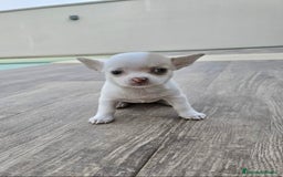 Chihuahua perros en venta: CHIHUAHUA HEMBRA - Imagen 7