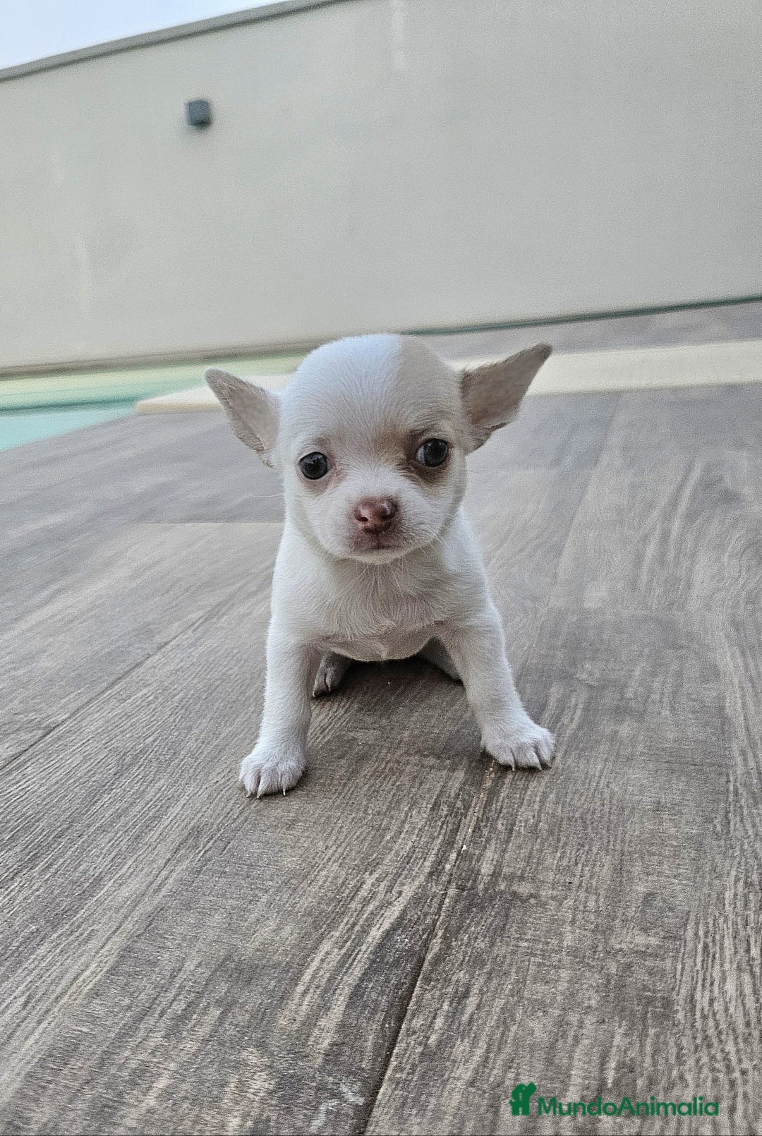 Chihuahua perros en venta: CHIHUAHUA HEMBRA - Imagen 7