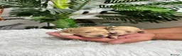 Maltipoo perros en venta: MALTIPOO MACHOS - Anuncio 2