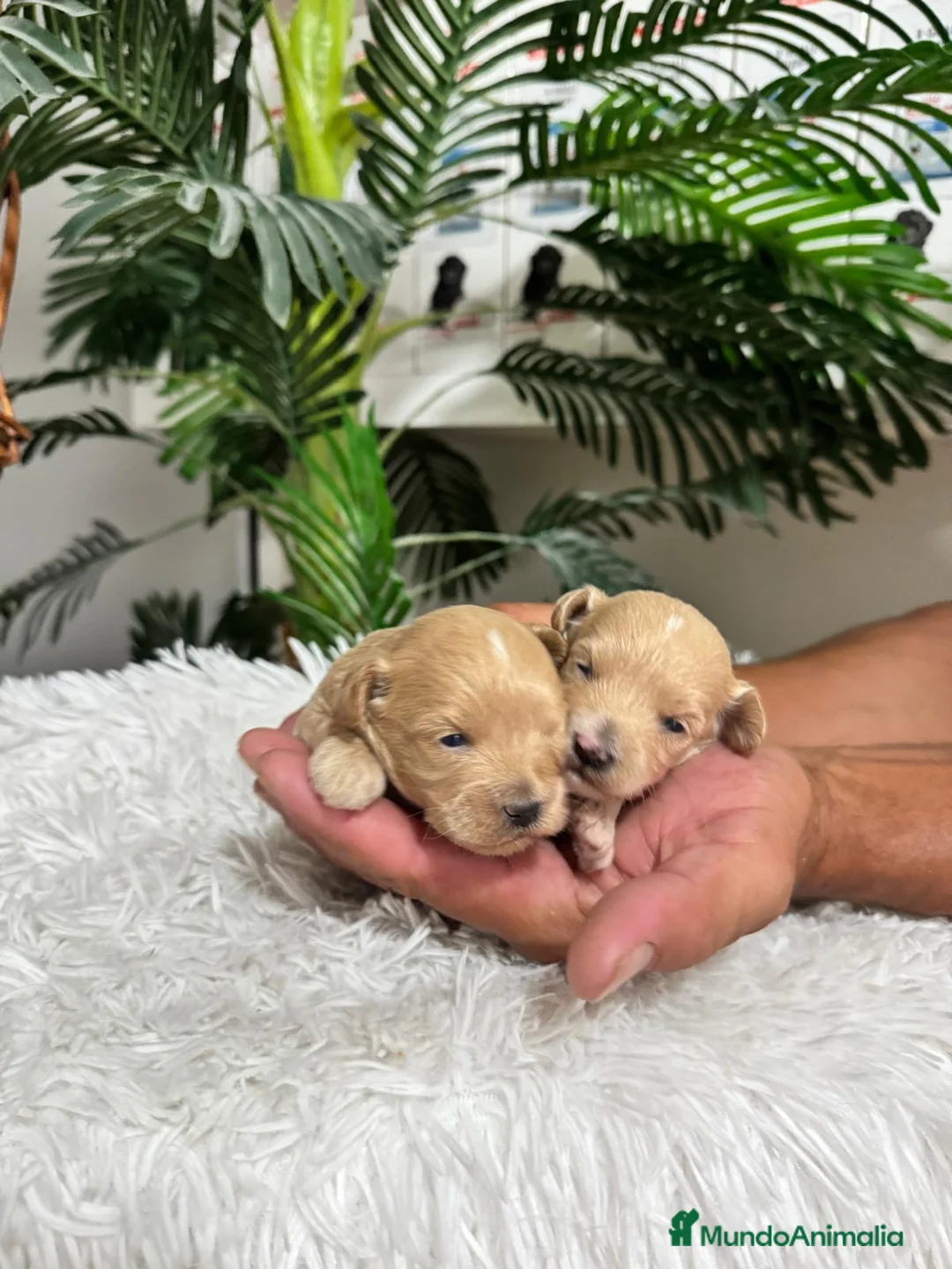 Maltipoo perros en venta: MALTIPOO MACHOS - Anuncio 2
