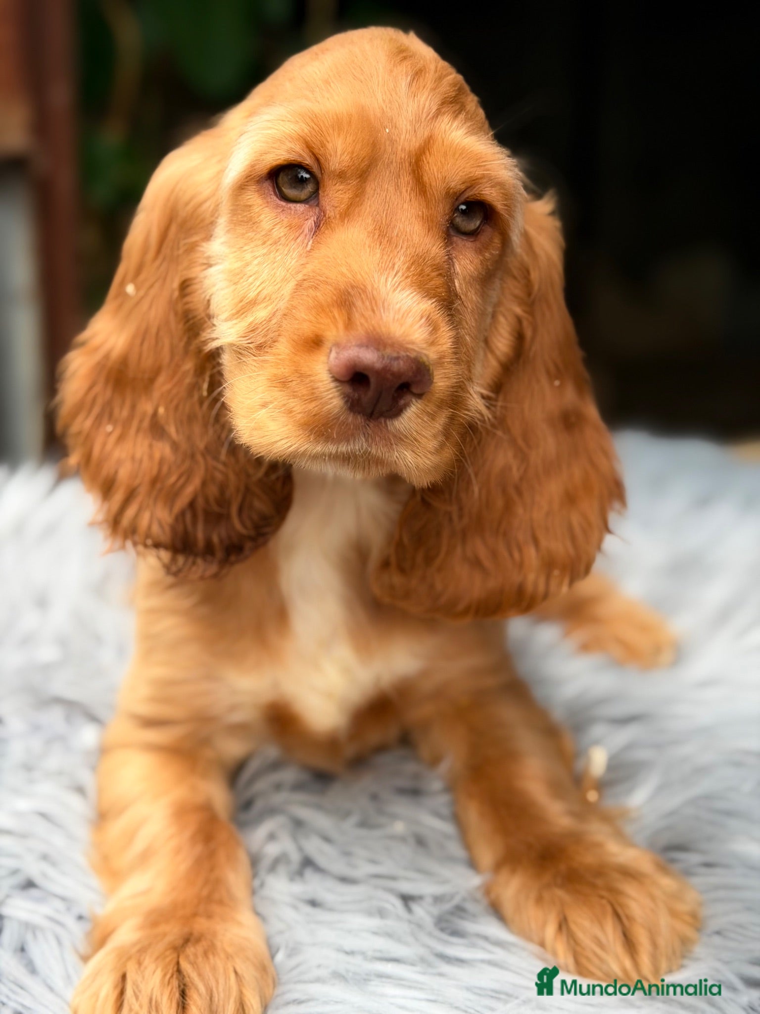 Cocker Spaniel Inglés perros Cocker inglés de gran calidad  - Anuncio 1