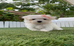 Bichón Maltés perros en venta: BICHON MALTES HEMBRA LISTA PARA ENTREGAR - Imagen 7