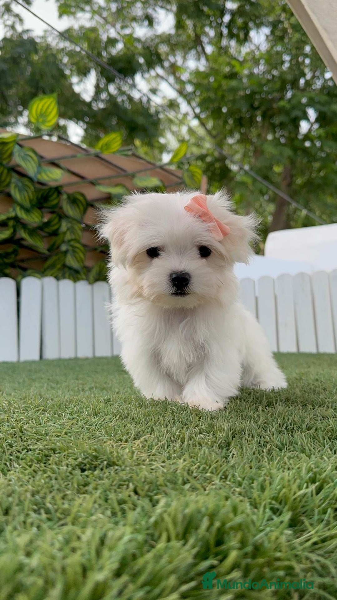 Bichón Maltés perros en venta: BICHON MALTES HEMBRA LISTA PARA ENTREGAR - Imagen 7